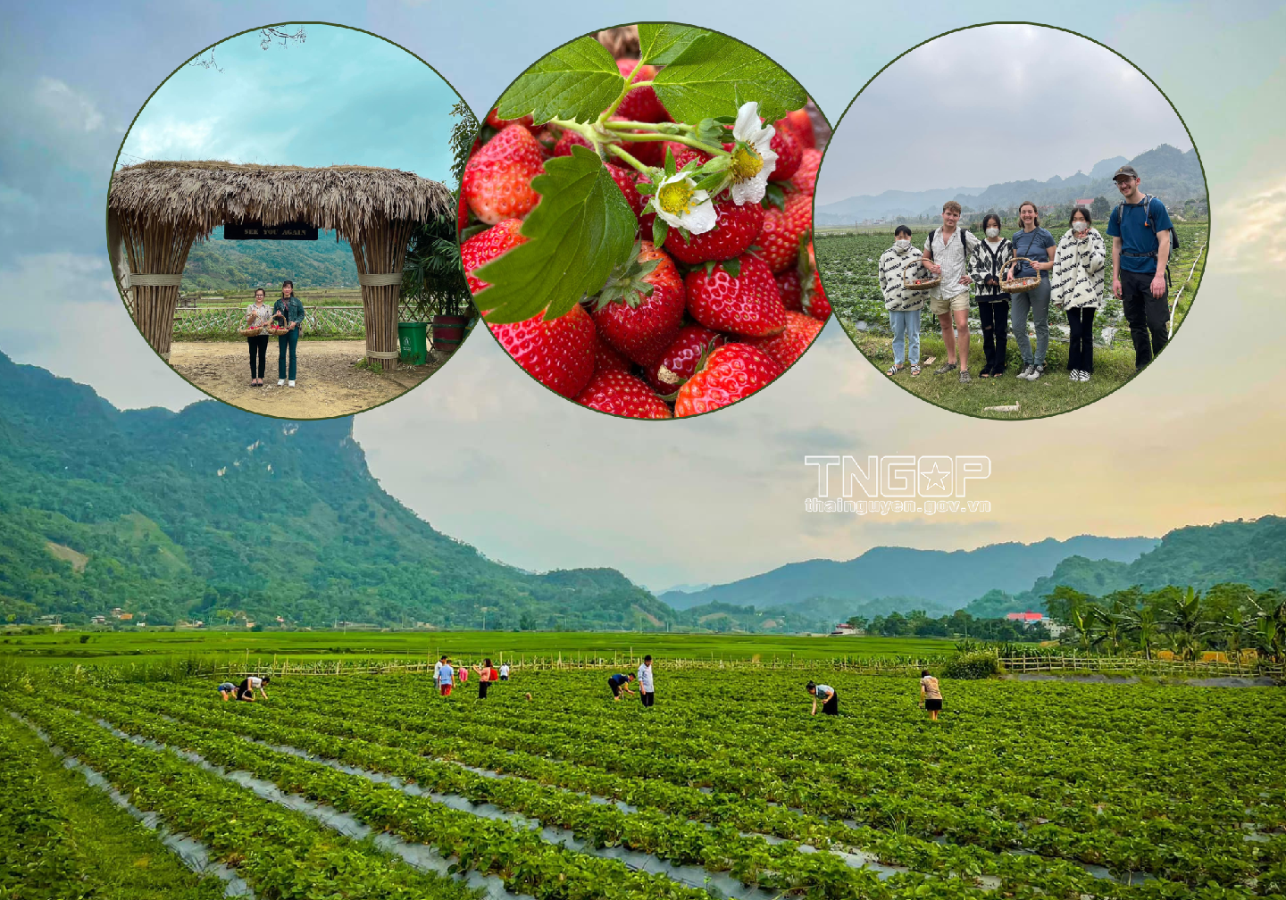 Khai thác tiềm năng du lịch nông nghiệp ở vùng...